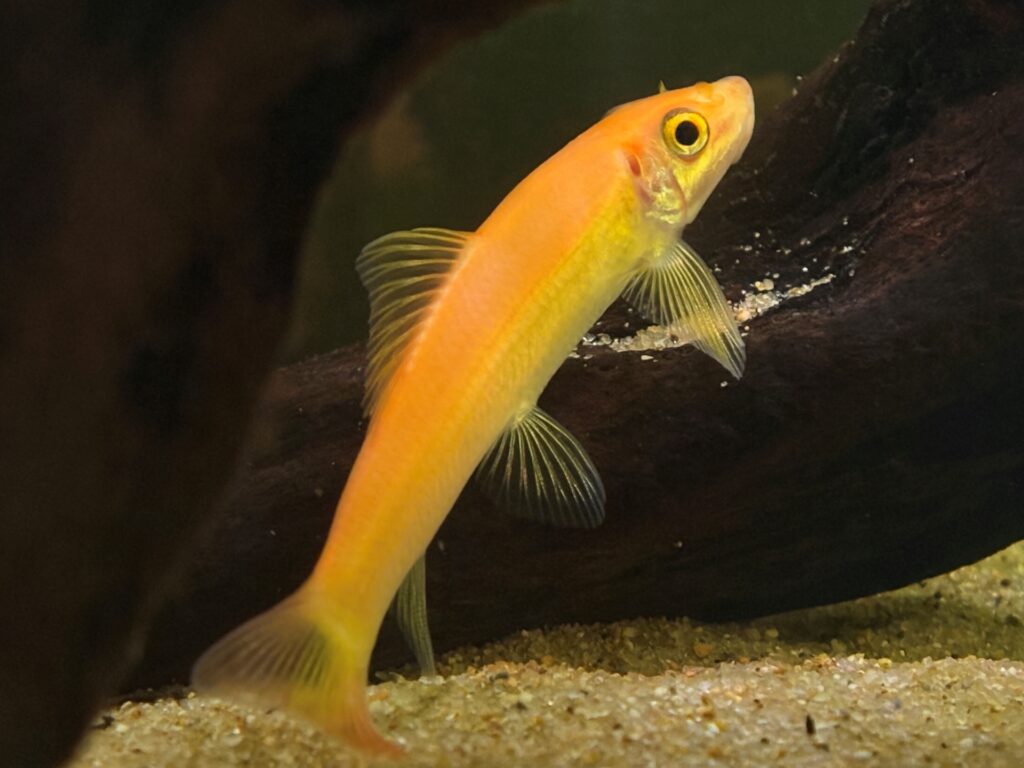 アルジーイーター_熱帯魚_一覧ページ