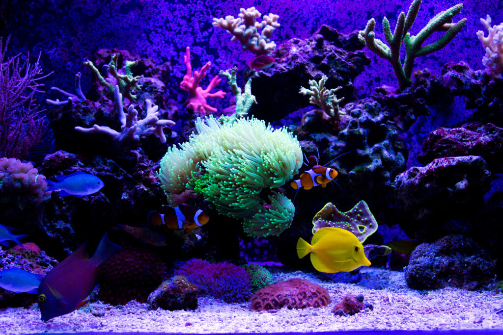 アクアリウム装飾例ーブログ用