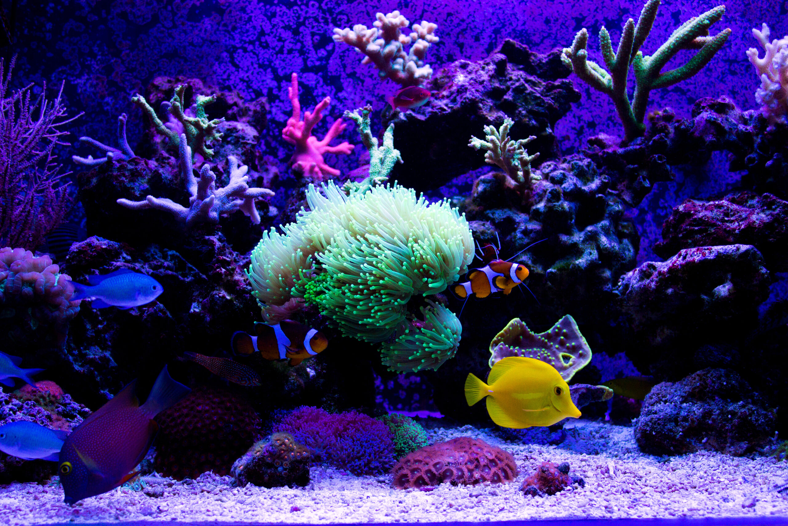 アクアリウム装飾例ーブログ用