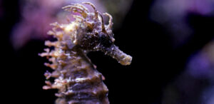 タツノオトシゴー黒ーブログ用