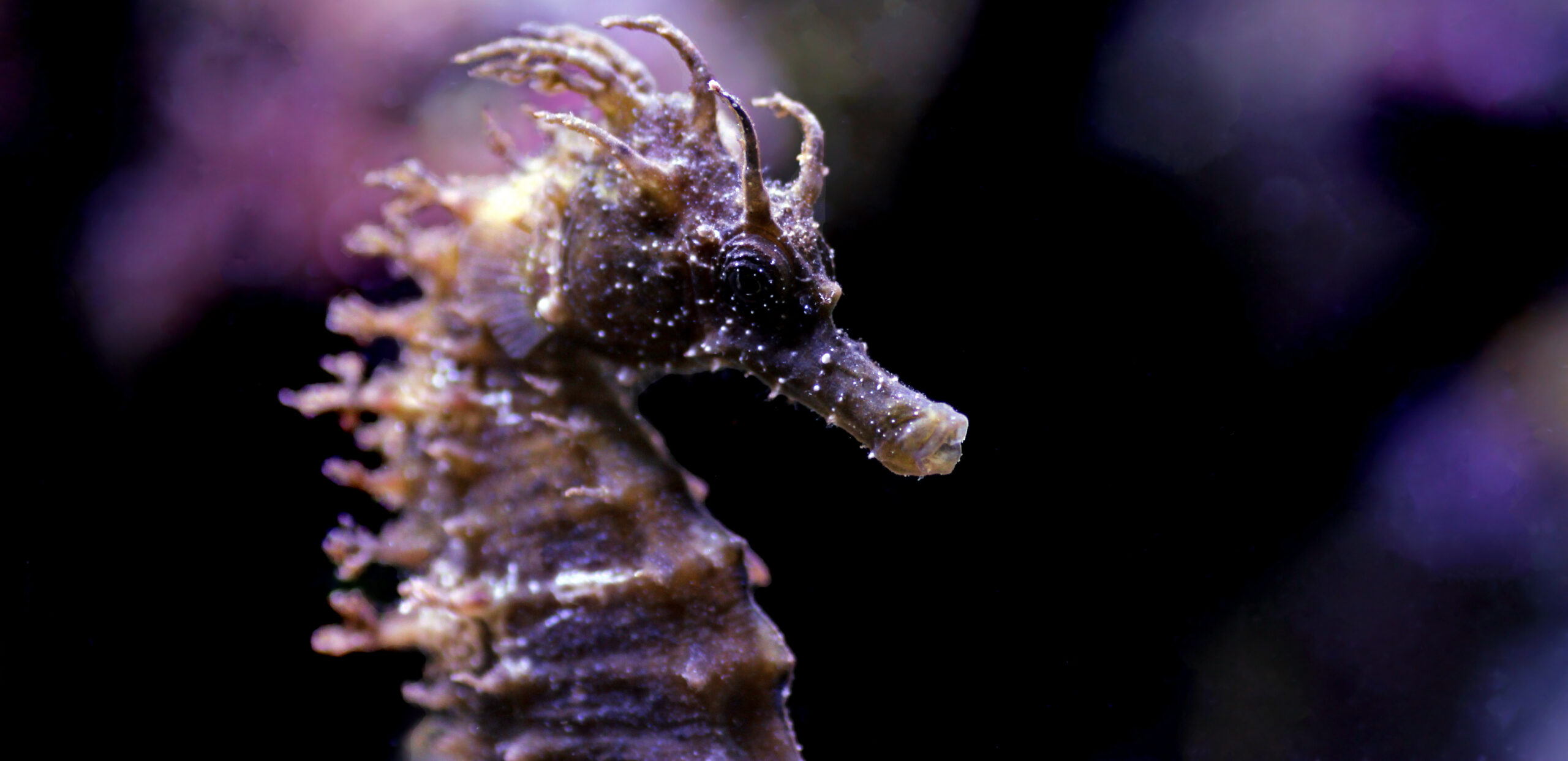 タツノオトシゴー黒ーブログ用