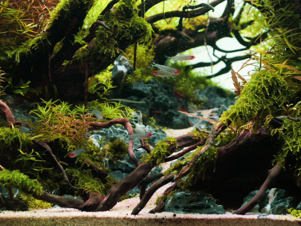 アクアリウム装飾例_ブログ用